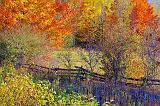 Autumn Scene_16790-1